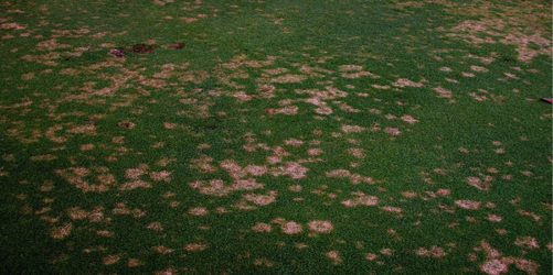 Description: Dollar spot bentgrass green-Martinez for update