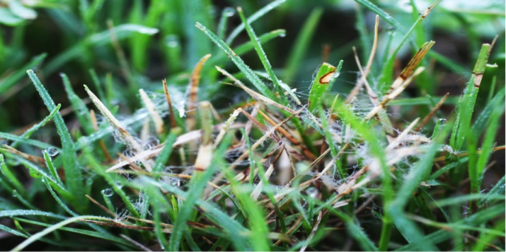 Description: Dollar spot Mycelium bermudagrass-Martinez for update